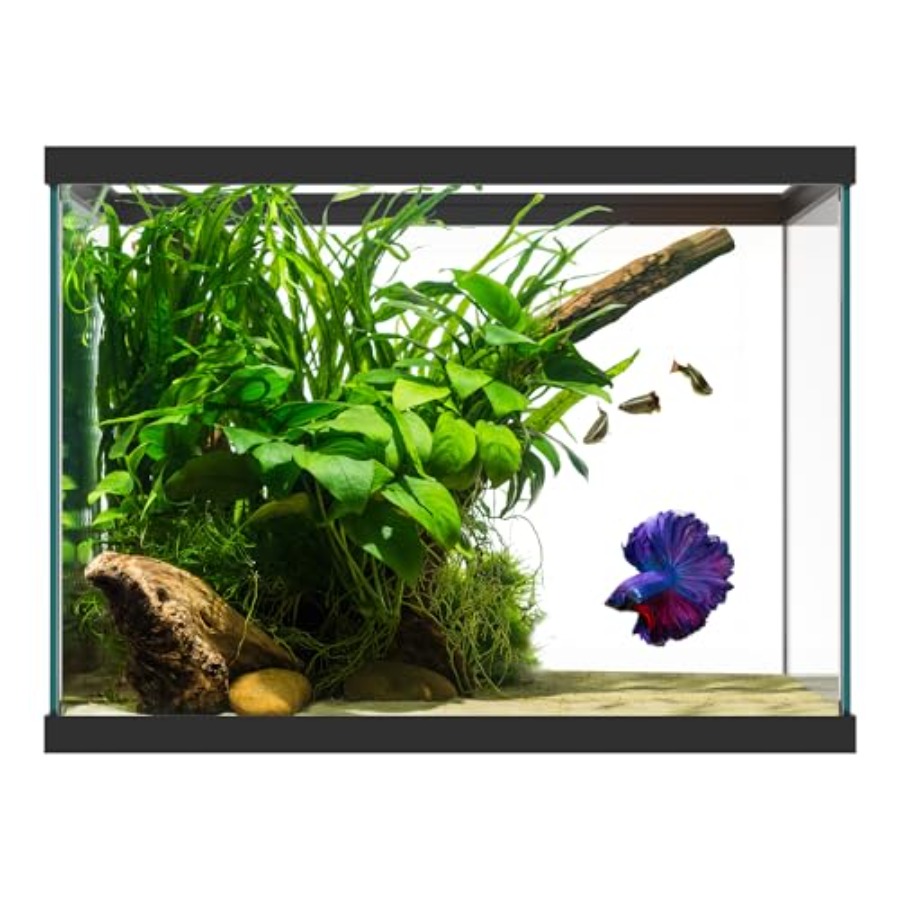 Aquarium Fish Big - 20ガロンガラス水槽 - 24 x 12.5 x