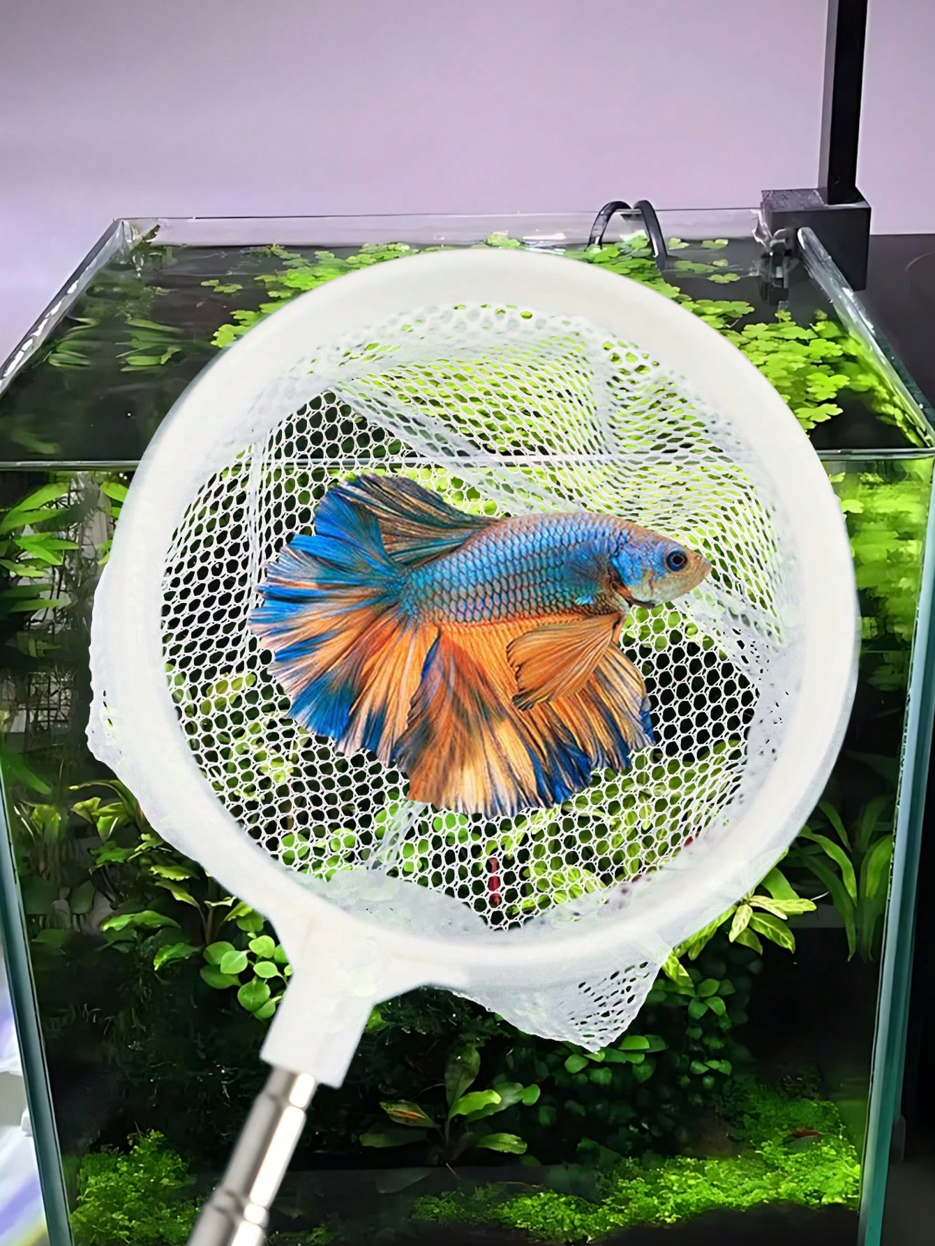 水槽用魚網 - 魚の稚魚やエビ用の伸縮式密網、多目的魚餌スク - Aquarium Fish Net のレビューと価格
