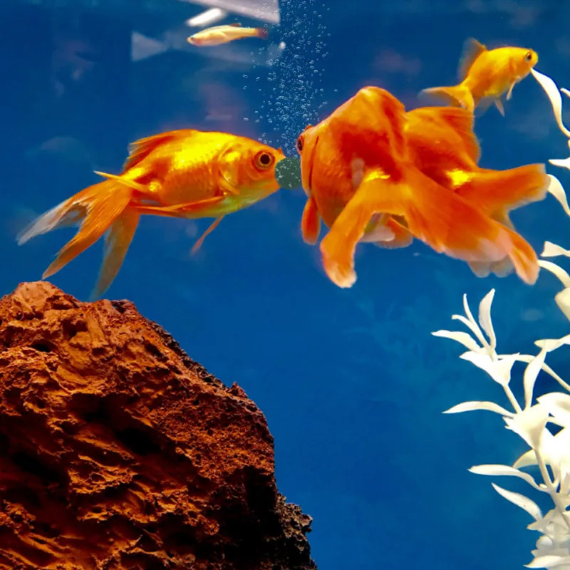 100-1500個 高純度スピルリナ錠剤 スピルリナ海藻濃縮 - Aquarium Fish Food のレビューと価格